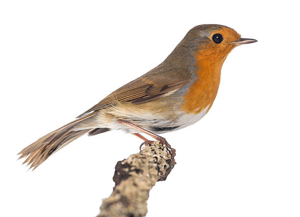 istock European Robin perched on a branch - Erithacus rubecula - 534200688