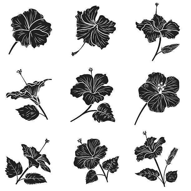294 Silhouette Of Hibiscus Flower Outline Illustrations & Clip Art - iStock
