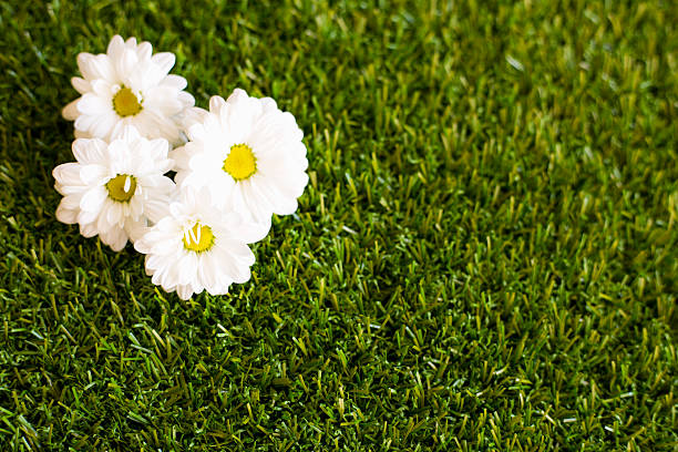 istock Beautiful flower and grass  background 534202300