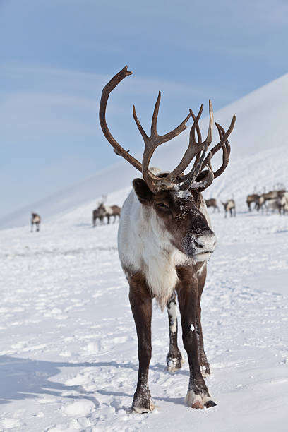 istock Group of caribou 534202444
