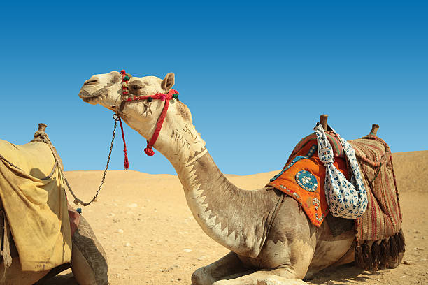 istock The camel feels great in desert,  Giza, Egypt. 534202694