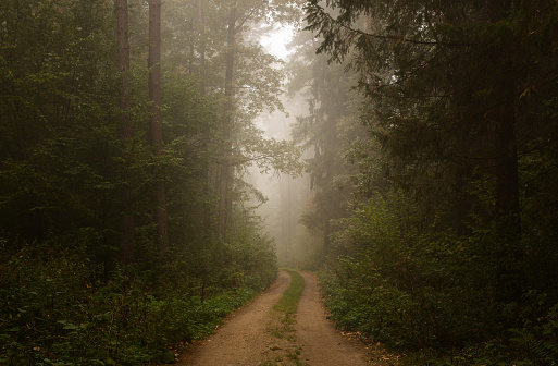 Empty forest road on a misty morning with copy space