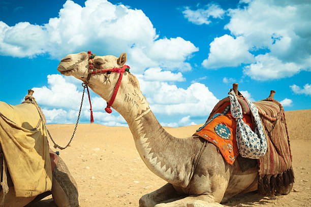 istock The camel feels great in desert,  Giza, Egypt. 534203118