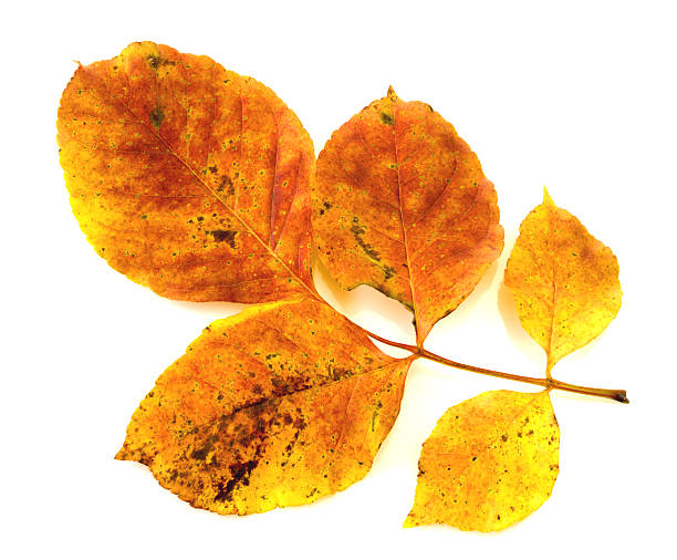 istock Colorful autumn leaf isolated on white background 534203812