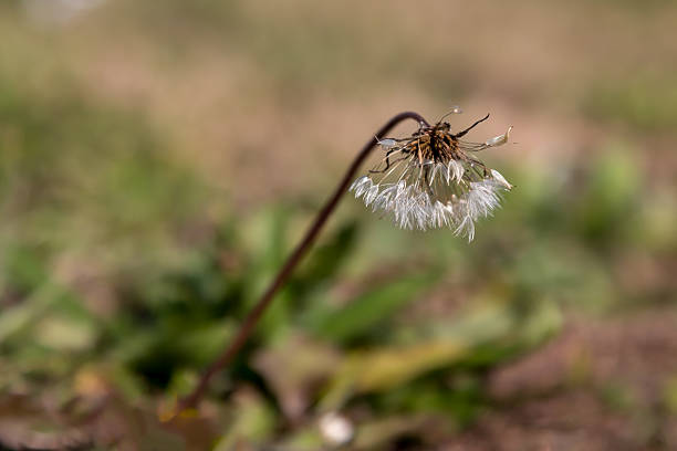 View of a sad looking dandelion with with the background blurred