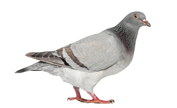 istock Texan Pioneer Pigeon isolated on white 534203888