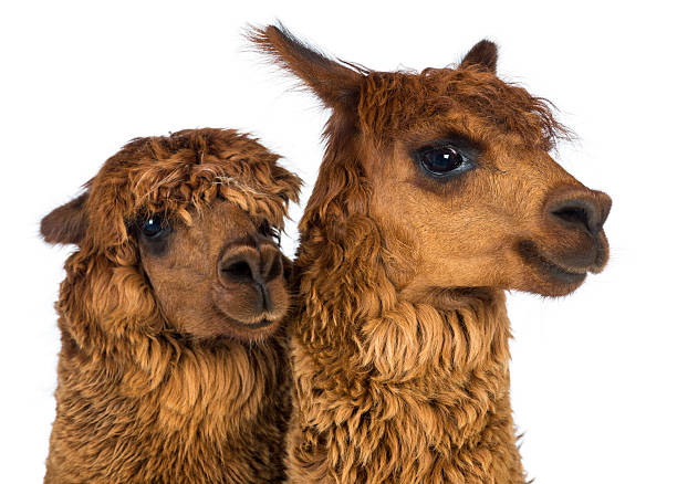 istock Close-up of Alpacas looking away against white background 534204034