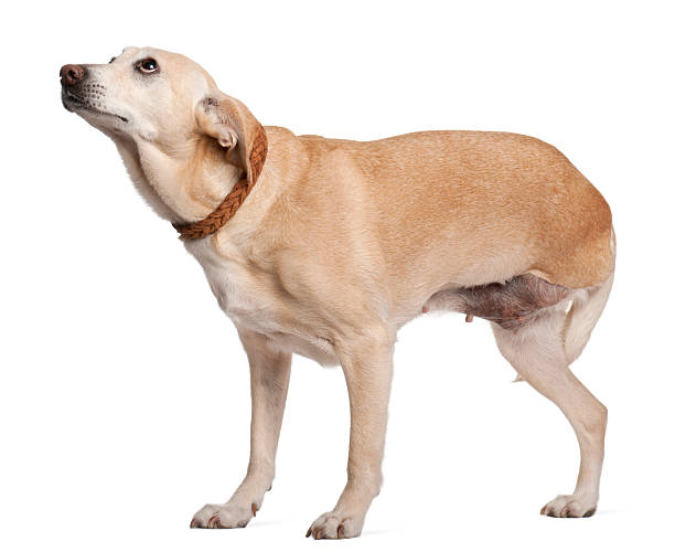 istock Three legged mixed-breed dog, 11 years old, standing 534204148