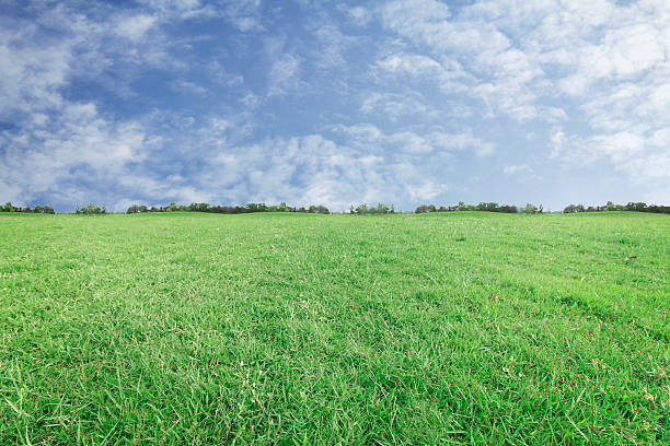 istock The landscap sky and grass on background 534204282