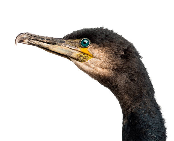 grande cormorão também conhecido como o grande preto corvo-marinho - great black cormorant - fotografias e filmes do acervo