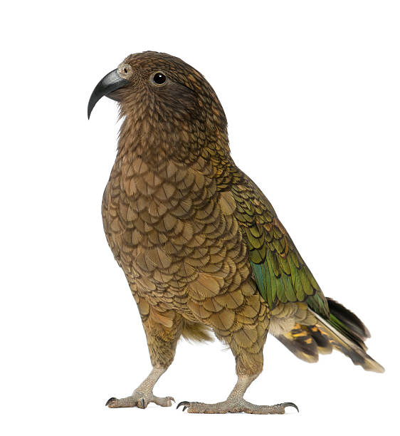 istock Kea, Nestor notabilis, a parrot, standing 534204570