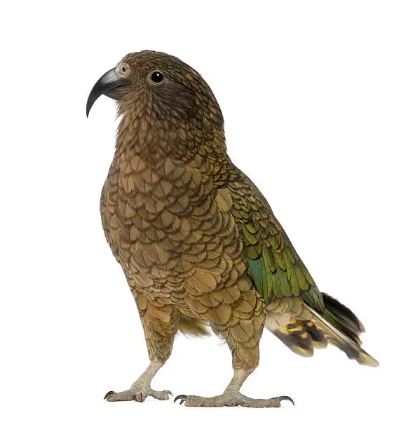Kea, Nestor notabilis, a parrot, standing in front of white background