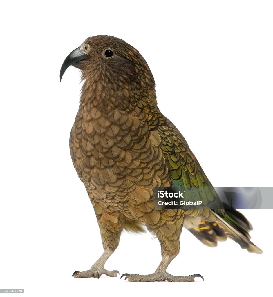 Kea Nestor Notabilis Một Con Vẹt Đứng Hình ảnh Sẵn có - Tải xuống ...