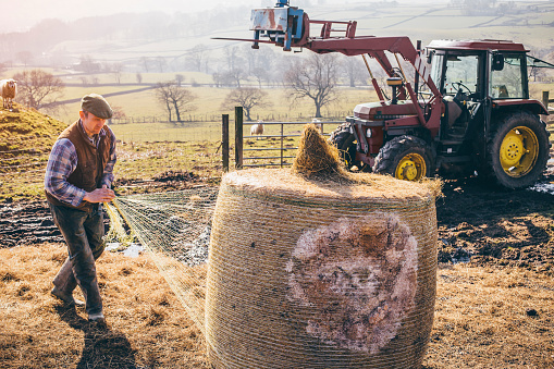 Male farmer pulling apart a silage bale to feed his flock of sheep with.