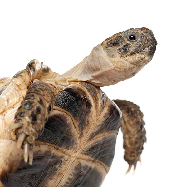istock Young Russian tortoise, Horsfield's tortoise or Central Asian tortoise 534205824