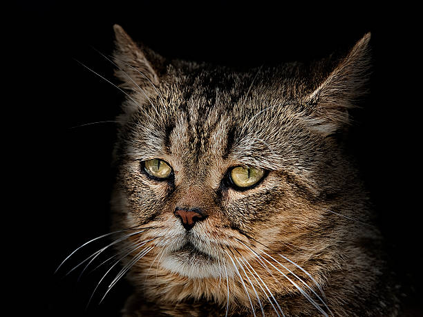 istock muzzle cat of the Scottish breed close-up on black 534205894