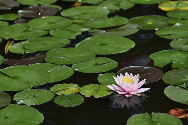 istock Lotus flower blooming in the dark murky pond. 534206152