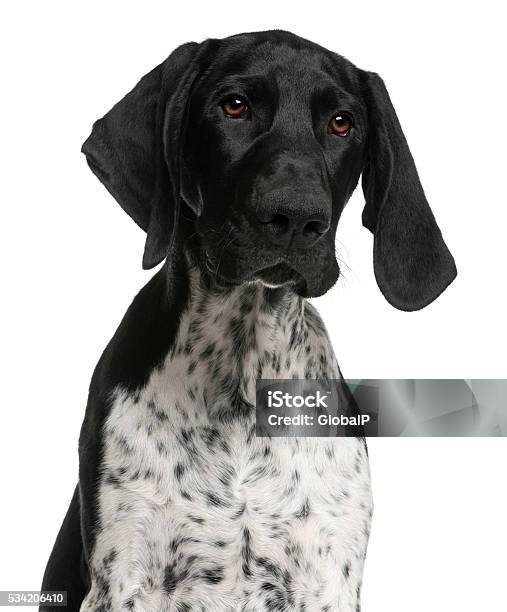 Closeup Of German Shorthaired Pointer Puppy 4 Months Old Stock Photo -  Download Image Now - iStock