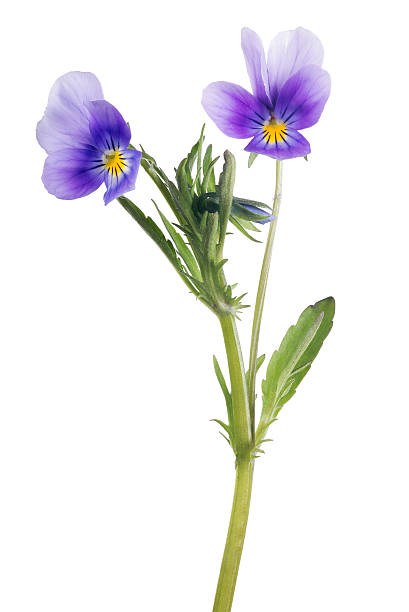 istock two pansy lilac blooms on stem 534206766
