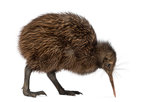 istock North Island Brown Kiwi, Apteryx mantelli, 3 months old 534206770