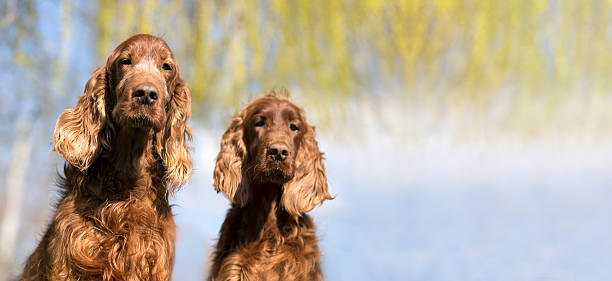 istock Banner of funny dogs 534207402