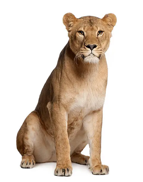 Lioness, Panthera leo, 3 years old, sitting in front of white background