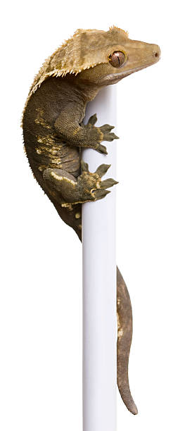 New Caledonian Crested Gecko climbing white pole against white background