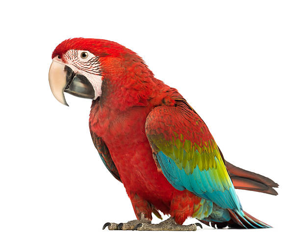 istock Green-winged Macaw, Ara chloropterus, 1 year old, 534209010