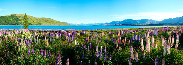 istock Lake Tekapo Lupins Panorama 534209026