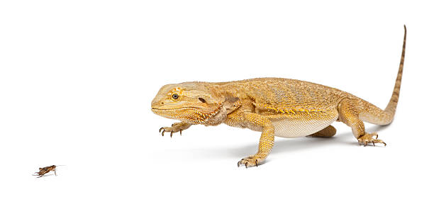 istock Central Bearded Dragon, Pogona vitticeps, chasing a cricket 534209106
