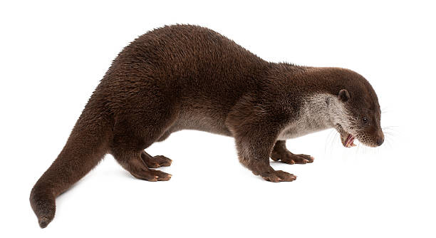 istock European Otter, Lutra lutra, 6 years old, standing 534209164