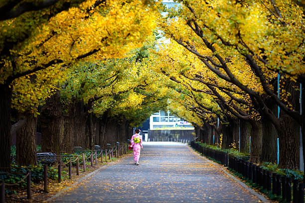 sanktuarium meiji gaien jingu - ginkgo tree ginkgo tree japan zdjęcia i obrazy z banku zdjęć