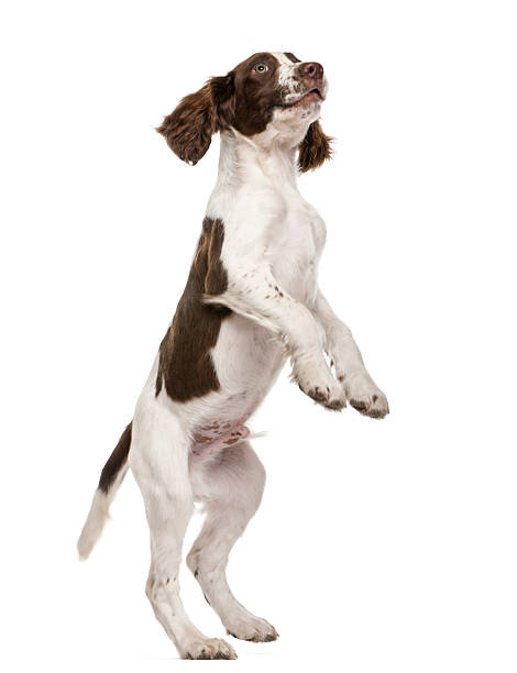 english springer spaniel standing on hind legs against white background - springer spaniel dog pets animal imagens e fotografias de stock