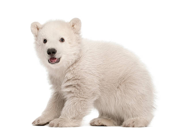 Polar bear cub, Ursus maritimus, 3 months old, standing Polar bear cub, Ursus maritimus, 3 months old, standing against white background cub photos stock pictures, royalty-free photos & images