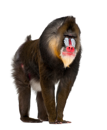 Mandrill, Mandrillus sphinx, 22 years old, primate of the Old World monkey family against white background