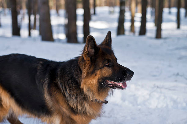 istock German shepherd dog in a winter forest 534210992
