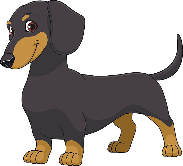 Funny dog Vector illustration funny dog thoroughbred on a white background dachshund stock illustrations