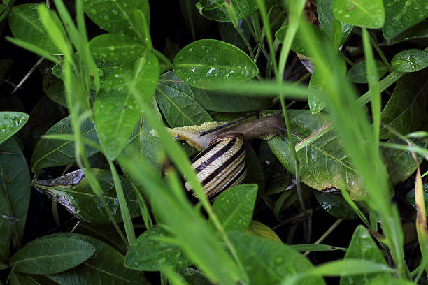 istock little snail on walk through the grass 534212208