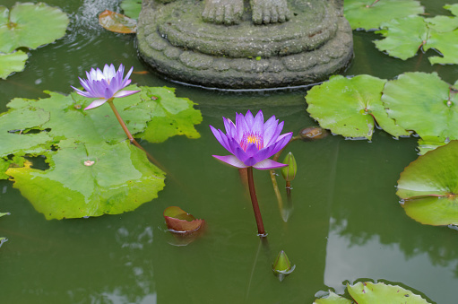 lotus flower under buddha's feet