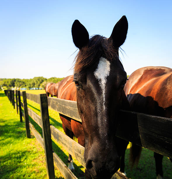 istock Black horses outdoors in pasture 534213960