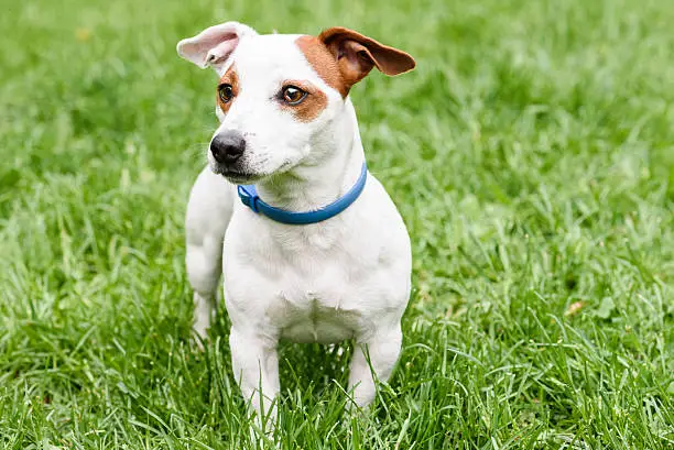 Jack Russell Terrier with defense collar anti insects