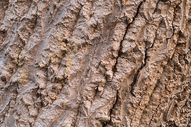 istock the surface of the bark. 534214220