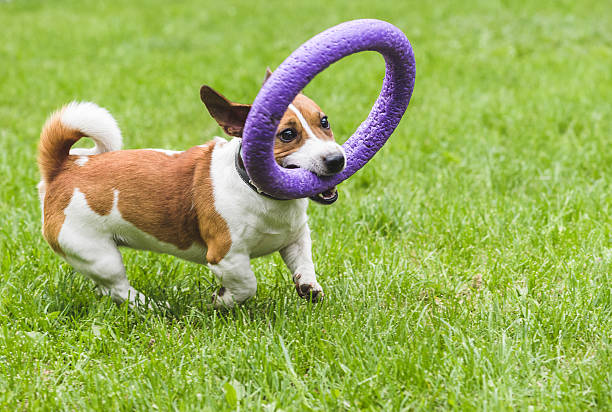 istock Funny brown dog running and playing with puller toy 534214252