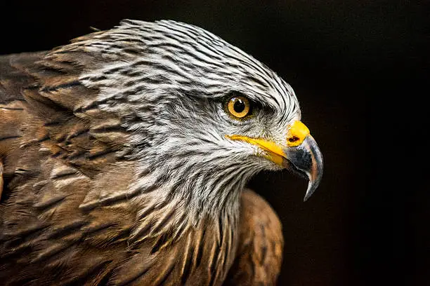 Photo of Portrait of hawk against dark background (high ISO, shallow DOF)