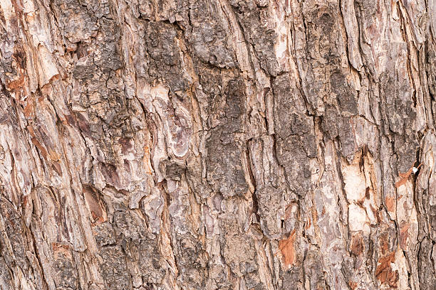 istock the surface of the bark. 534215000