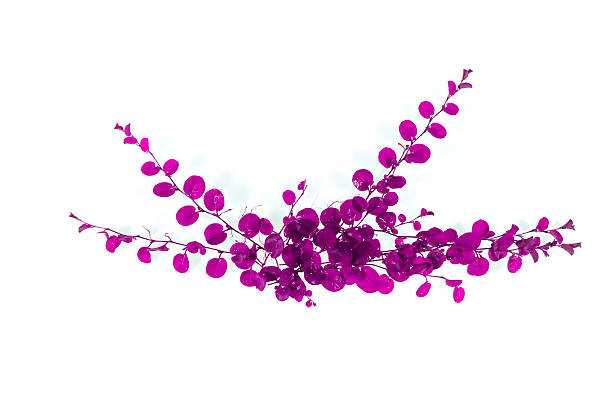 istock abstract ivy leaves  purple isolated on a white background 534215570