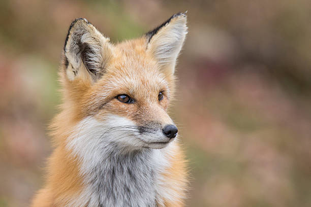 istock Male red fox in autumn 534215810