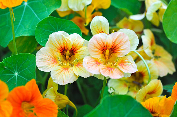 nastutium in garden blooming yellow and orange nasturtium in garden tropaeolum majus garden nasturtium indian cress or monks cress stock pictures, royalty-free photos & images