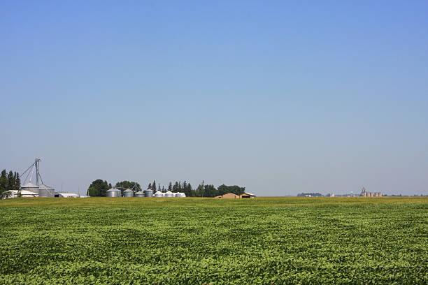 A field of soybeans thrives in the central Iowa countryside, where the local small-town grain elevator can be seen in the horizon. 