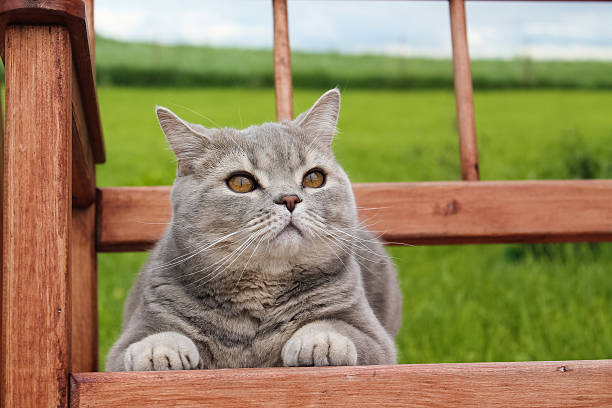 istock Scottish cat breed is resting on the bench 534216710